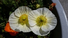 À̹ÌÁö½æ³×ÀÏ 58x58