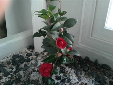 À̹ÌÁö½æ³×ÀÏ 58x58