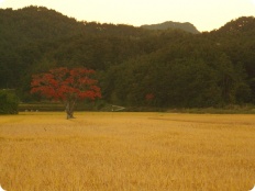 À̹ÌÁö½æ³×ÀÏ 58x58