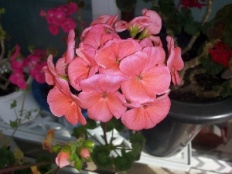 À̹ÌÁö½æ³×ÀÏ 58x58