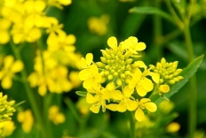 À̹ÌÁö½æ³×ÀÏ 58x58