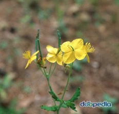 À̹ÌÁö½æ³×ÀÏ 58x58