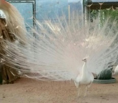 À̹ÌÁö½æ³×ÀÏ 58x58