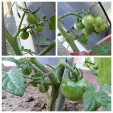 À̹ÌÁö½æ³×ÀÏ 58x58