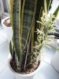 À̹ÌÁö½æ³×ÀÏ 58x58