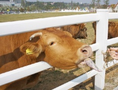 À̹ÌÁö½æ³×ÀÏ 58x58