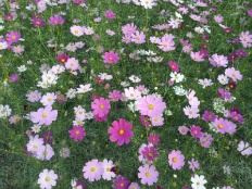 À̹ÌÁö½æ³×ÀÏ 58x58