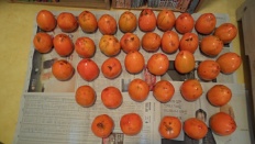 À̹ÌÁö½æ³×ÀÏ 58x58