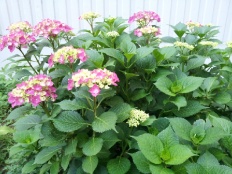 À̹ÌÁö½æ³×ÀÏ 58x58