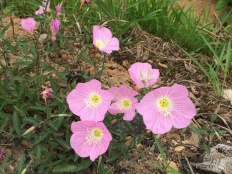 À̹ÌÁö½æ³×ÀÏ 58x58