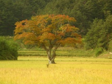 À̹ÌÁö½æ³×ÀÏ 58x58