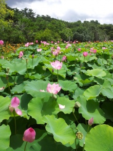 À̹ÌÁö½æ³×ÀÏ 58x58