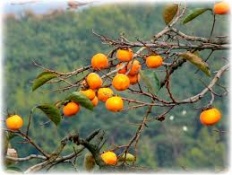 À̹ÌÁö½æ³×ÀÏ 58x58