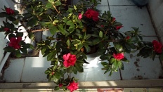 À̹ÌÁö½æ³×ÀÏ 58x58