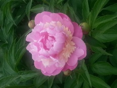 À̹ÌÁö½æ³×ÀÏ 58x58