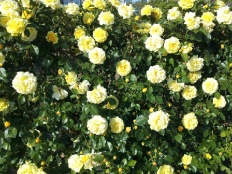 À̹ÌÁö½æ³×ÀÏ 58x58