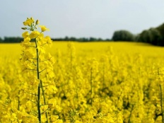 À̹ÌÁö½æ³×ÀÏ 58x58