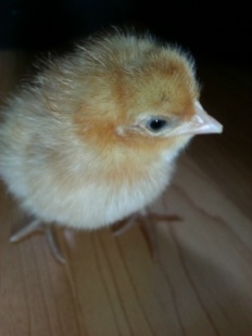 À̹ÌÁö½æ³×ÀÏ 58x58